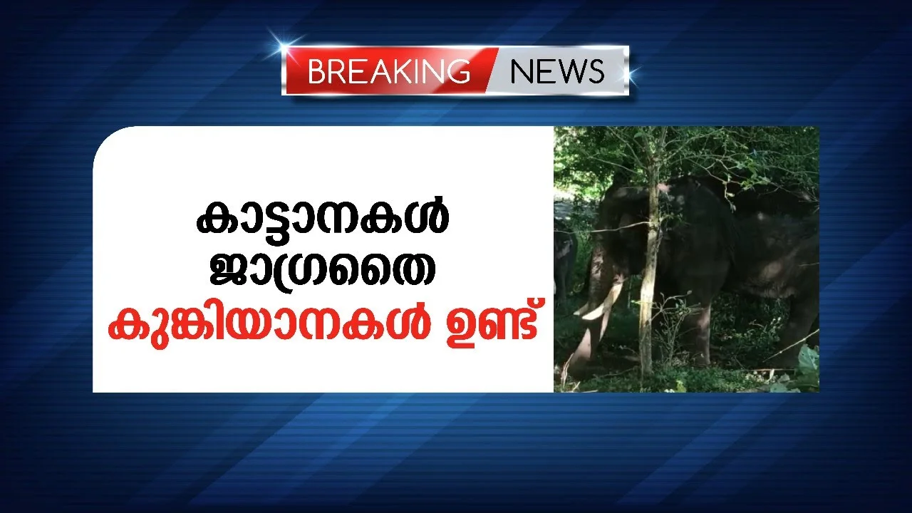 പാലപ്പിള്ളിയിലെ കാട്ടാനകളെ അകറ്റാന്‍ കുങ്കിയാനകളെത്തി.