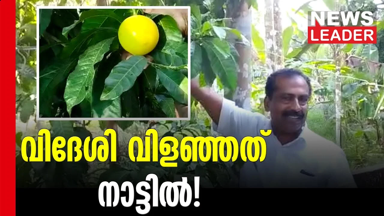 Abhiyu fruit harvest in backyard Newsleader