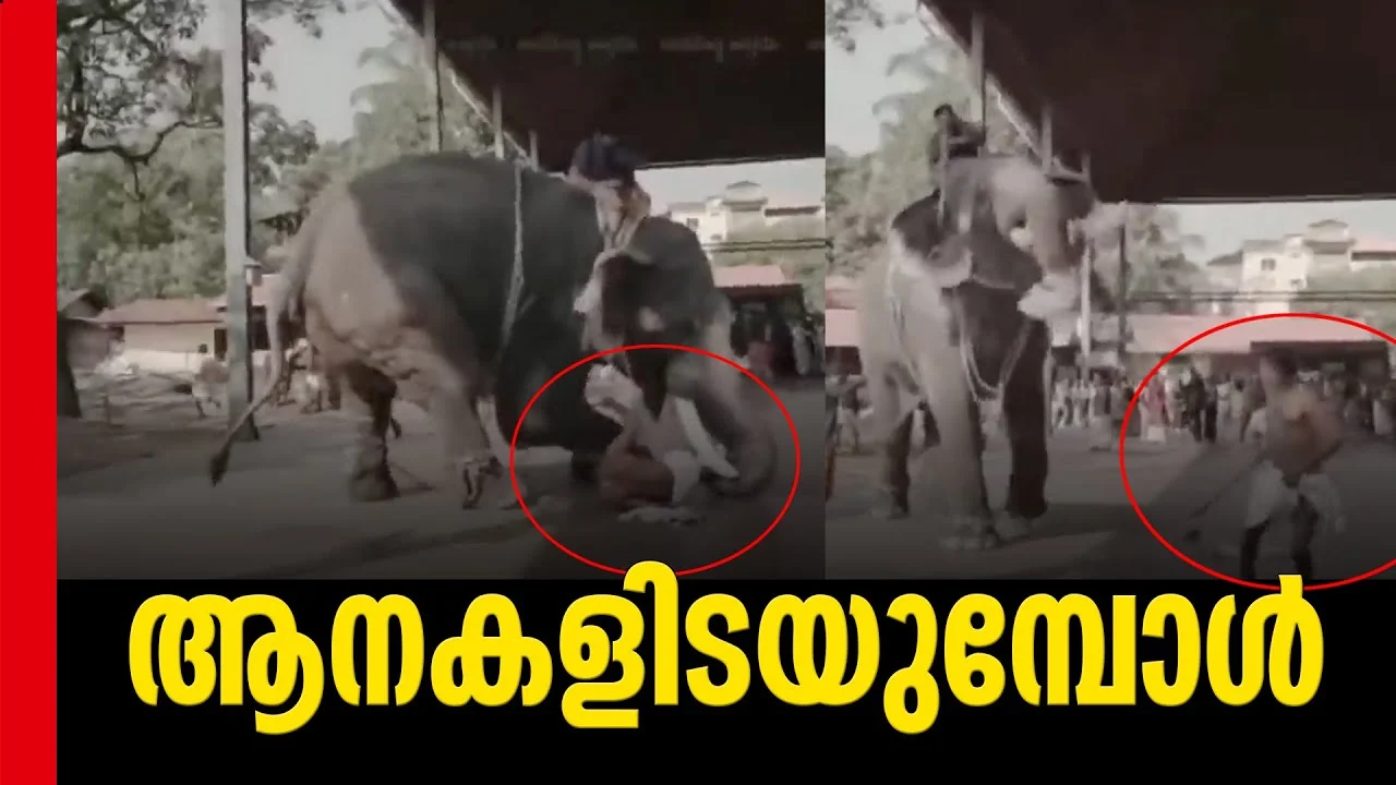 What happens when elephants give up - Newsleader