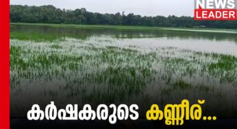 കാലംതെറ്റിയ മഴയില്‍ നെല്‍കര്‍ഷകര്‍ കണ്ണീര്‍കയത്തില്‍
