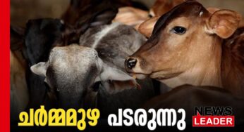 കാലികളുടെ ചര്‍മ്മരോഗത്തിന് വാക്സിനേഷന്‍ തുടങ്ങി