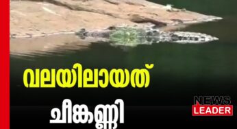 ചാലക്കുടിയില്‍ ചീങ്കണ്ണി വലയില്‍