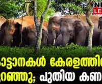 #wildelephants elephant #tamilnaduforest #newsleader #keralaforest