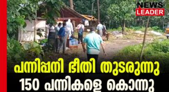 പന്നികളെ കൊന്നൊടുക്കി