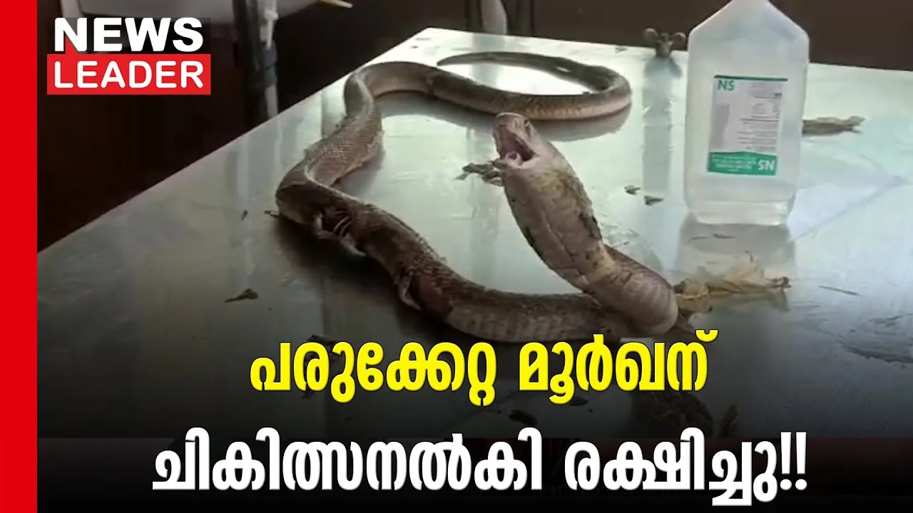 #thrissur #indiancobra #newsleader #malayalamnews #speckledcobra #keralaforestdepartment #keralaforest #snakerescue