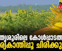 #thrissur #onlinenews #newsleader #malayalamnews #pullazhi #sunflowerfields #sunflowerfield #sunfloweroil #kolelands #kolpadam #agriculture
