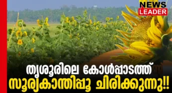 സൂര്യകാന്തി വിളയിച്ച് തൃശൂര്‍ പുല്ലഴിയിലെ കര്‍ഷകര്‍