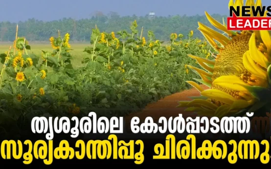 #thrissur #onlinenews #newsleader #malayalamnews #pullazhi #sunflowerfields #sunflowerfield #sunfloweroil #kolelands #kolpadam #agriculture