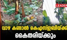 #thrissur #onlinenews #newsleader #malayalamnews #kseb #vazha