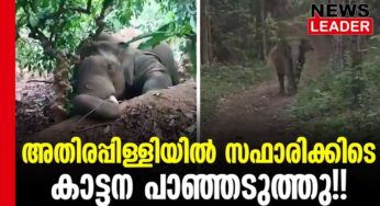 ആനയെക്കണ്ട് കിളിപോയി!
