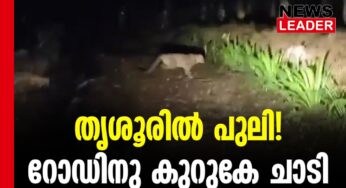 പാലപ്പിള്ളി റോഡില്‍ പുലിയിറങ്ങി