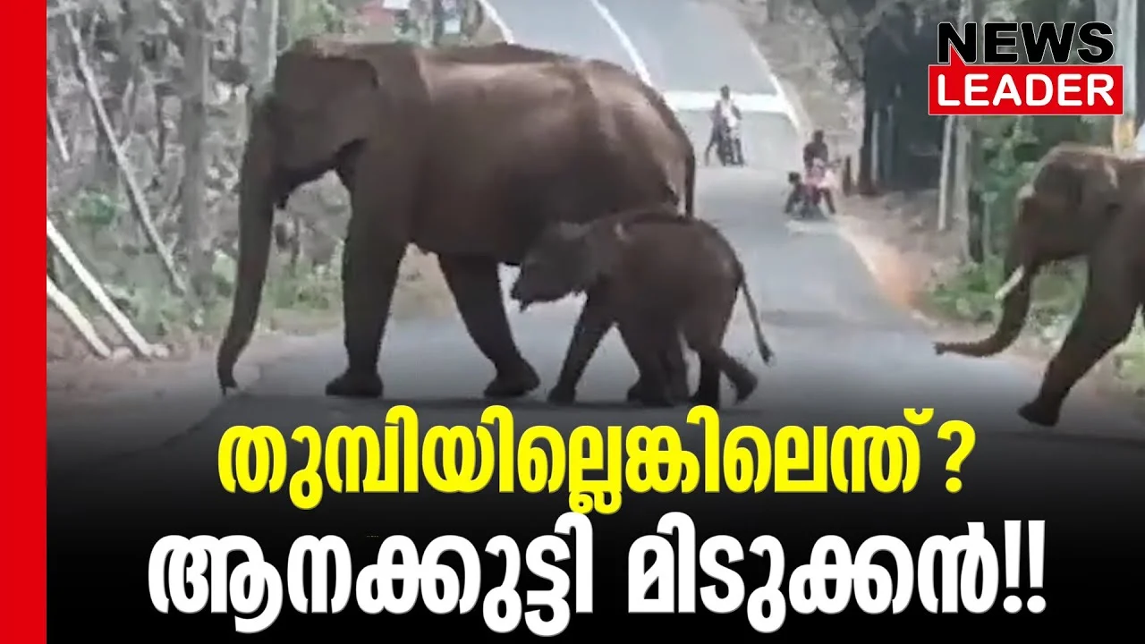 #thrissur #onlinenews #newsleader #malayalamnews #wildelephants #athirappilly #athirappillywaterfalls #thumboormuzhi #malakkappara #keralaelephant
