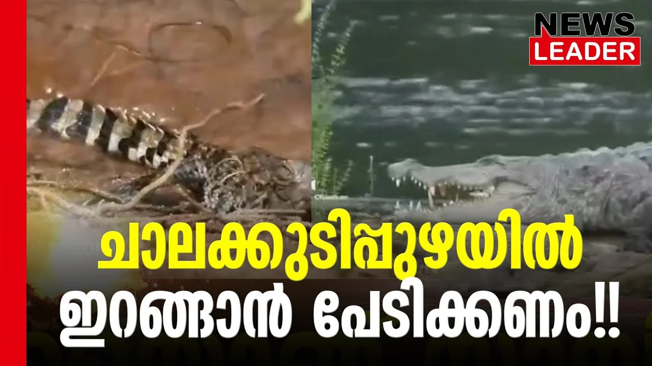 #thrissur #onlinenews #newsleader #malayalamnews #chalakkudi #chalakkudy #athirappilly #vettilappara