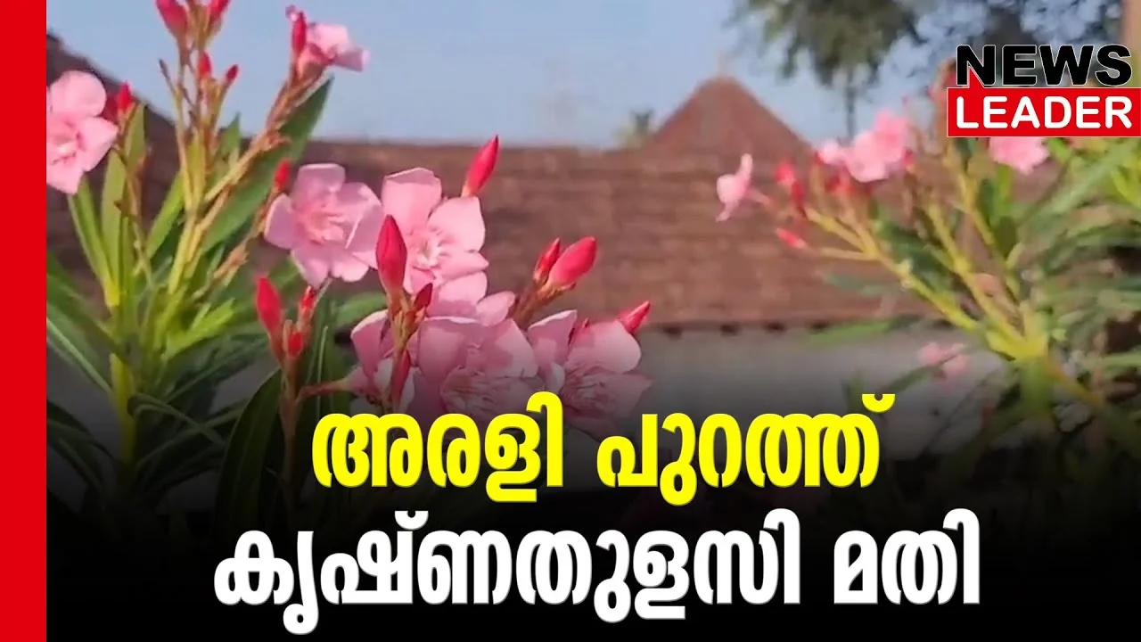 #thrissur #onlinenews #newsleader #malayalamnews #arali #araliflower #templesofkerala #pooja #krishnathulasi #thulasi