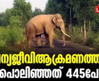 #thrissur #onlinenews #newsleader #malayalamnews #wildanimalencounter #elephantattack #keralawildlife #keralaforestdepartment #thrissurnews #wildelephants