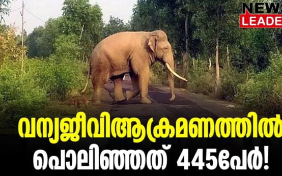 #thrissur #onlinenews #newsleader #malayalamnews #wildanimalencounter #elephantattack #keralawildlife #keralaforestdepartment #thrissurnews #wildelephants