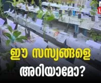 An exhibition introducing about 125 plants - News leader