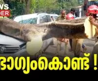 A huge tree fell on the vehicles. News Leader