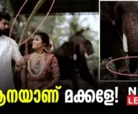 Wedding photoshoot and elephant- Newsleader