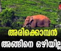 elephant wildlife in Kerala