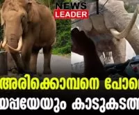 #munnar #arikomban #newsleader #padyappaelephant