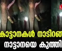 #wildelephants #areekodemahadevan #newsleader #malayalamnews