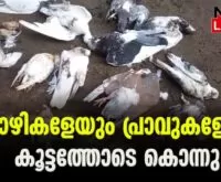 #chavakkad #onlinenews #newsleader #animaldeath