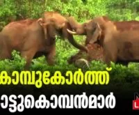 #athirappilly #wildelephantfight #newsleader #malayalamnews