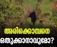 #arikkomban #onlinenews #newsleader #malayalamnews