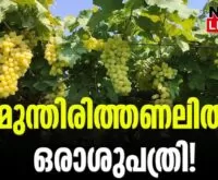 #chalakkudy #grape #newsleader #malayalamnews