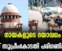 #straydogs #supremecourtofindia #newsleader #muzhappilangad