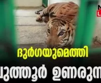 #thrissurzoologicalpark #tiger #newsleader #zoologicalpark