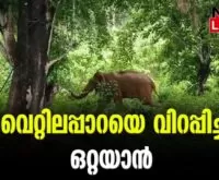 #vettilappara #wildelephants #newsleader #athirappilly