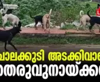 #straydogs #chalakkudymunicipality #newsleader #malayalamnews