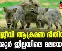 #wildanimalattack #onlinenews #newsleader #thrissur