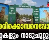 #cheetahisback #kunonationalpark #newsleader #malayalamnews