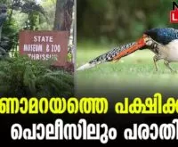 #thrissurzoo #zoologicalpark #newsleader #pheasants