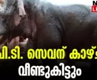 #pt7 #wildelephant #newsleader #malayalamnews
