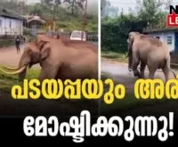 #padayappa #elephantattack #newsleader #munnar