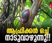 #paralam #onlinenews #newsleader #africansnail #thrissur