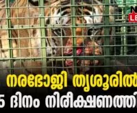 #thrissur #thrissurzoo #newsleader #zoologicalpark #wayanadtiger #bengaltiger
