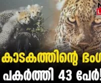 #thrissur #onlinenews #newsleader #wildlifephotography #greenwarriors #keralawildlife
