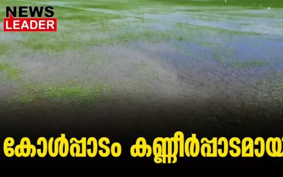 #thrissur #kolelands #newsleader #malayalamnews #paddy #keralaagriculture #thrissurkole #pullazhi #olarikkara