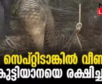#thrissur #wildelephants #newsleader #athirappillywaterfalls #wildelephantvideo #keralaforestdepartment #babyelephants