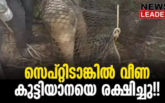 #thrissur #wildelephants #newsleader #athirappillywaterfalls #wildelephantvideo #keralaforestdepartment #babyelephants