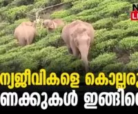 #thrissur #keralawildlife #newsleader #keralaforestdepartment #wildelephants #wildlife #leopard #wildboar #tiger