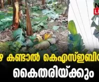 #thrissur #onlinenews #newsleader #malayalamnews #kseb #vazha