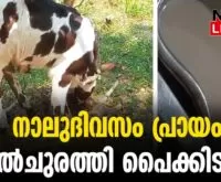 #thrissur #onlinenews #newsleader #malayalamnews #calf #milking #cowvideos #cow