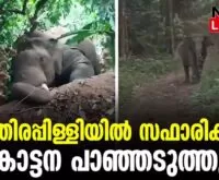 #thrissur #onlinenews #newsleader #malayalamnews #wildelephant #keralaforestdepartment #athirappilly #athirappillywaterfalls #keralaforest #keralaelephant