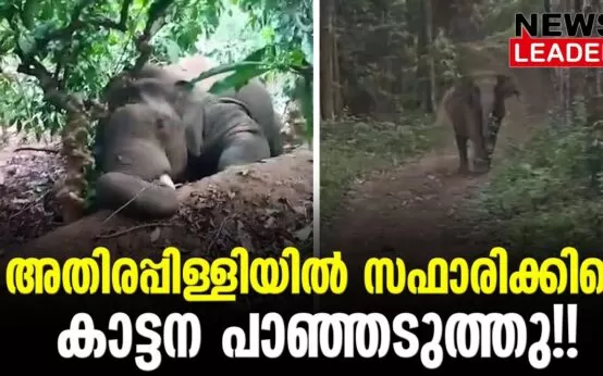 #thrissur #onlinenews #newsleader #malayalamnews #wildelephant #keralaforestdepartment #athirappilly #athirappillywaterfalls #keralaforest #keralaelephant